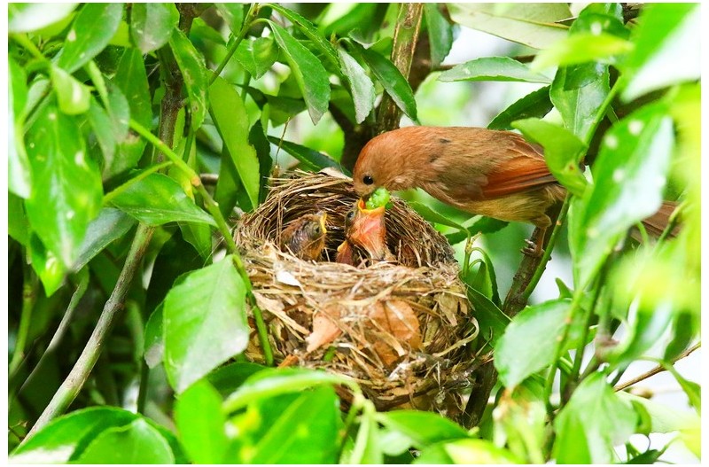 붉은오목누이 육추`