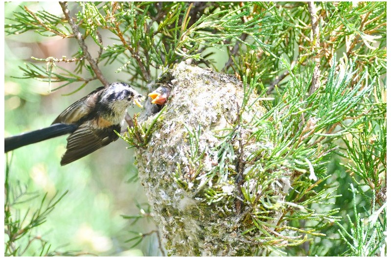 오목누이 육추`