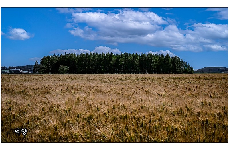 옥구옥서보리밭