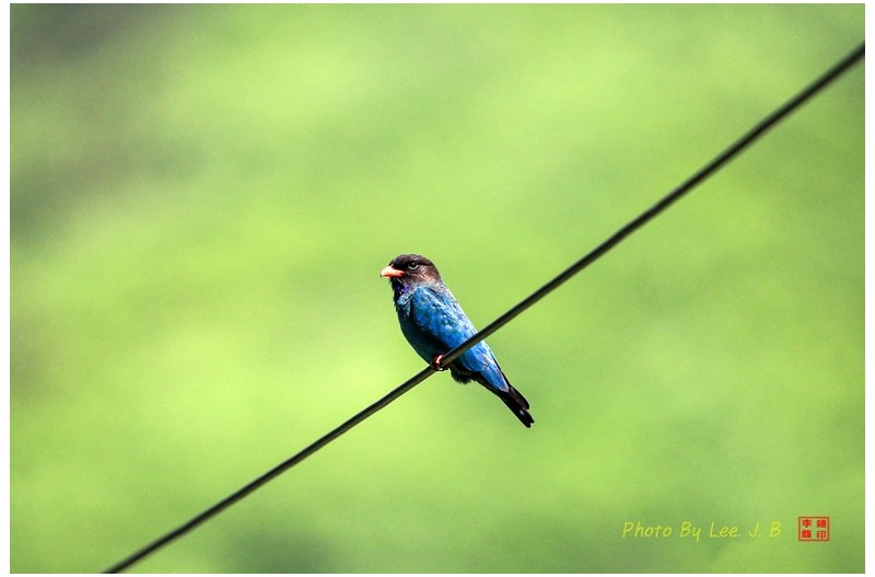 우연히 만난 파랑새