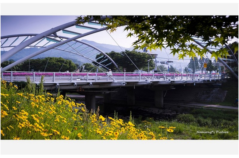 황화 코스모스가 아름다운 경운교 ----