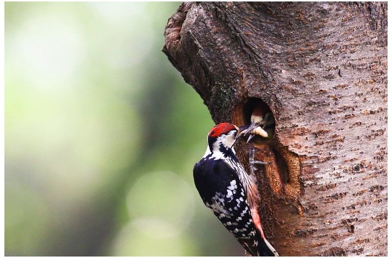 큰오색딱다구리 육추`