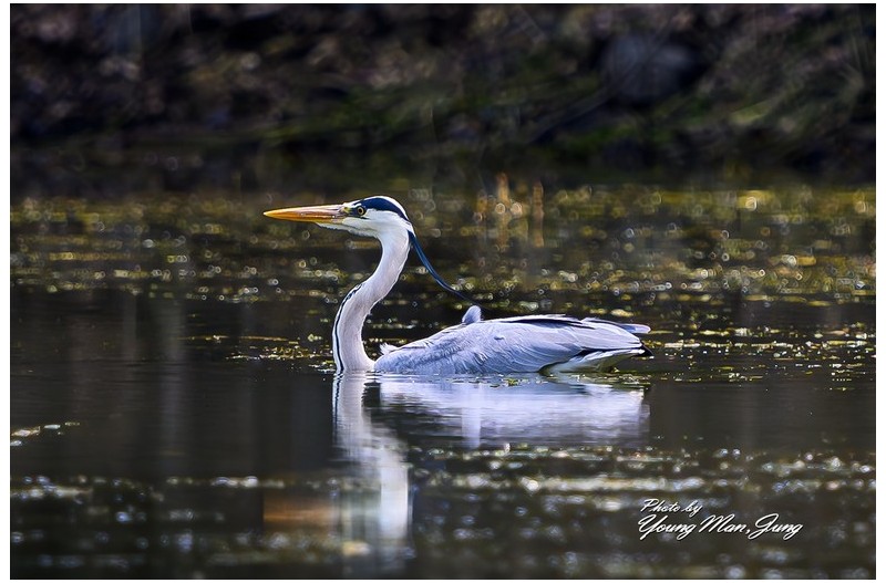 물에 떠 있는 왜가리