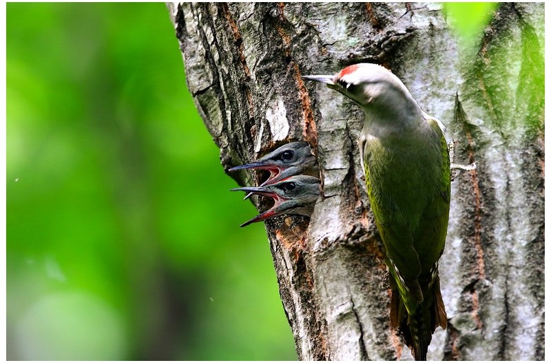 청딱다구리 육추`