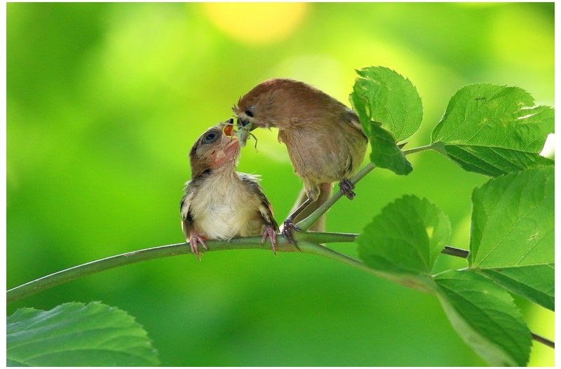 붉은오목누이  이슈`