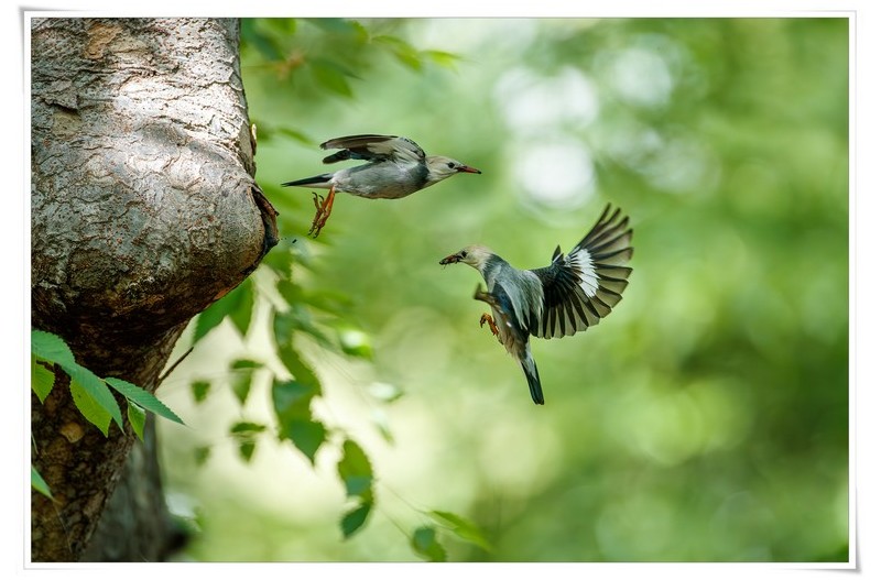 붉은부리찌르레기