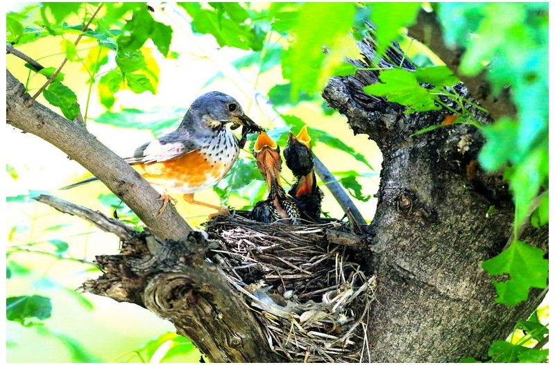 되직박기 육추`
