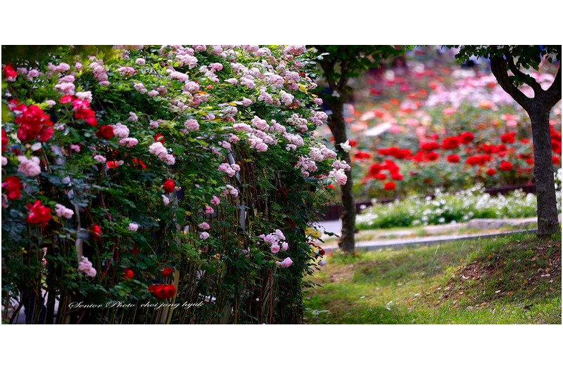 장미축제  ㅡㅡㅡㅡㅡㅡㅡㅡㅡㅡㅡㅡㅡㅡㅡㅡ