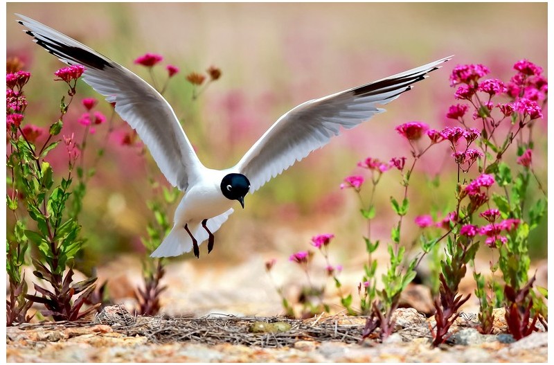 검은머리 갈매기 포란`