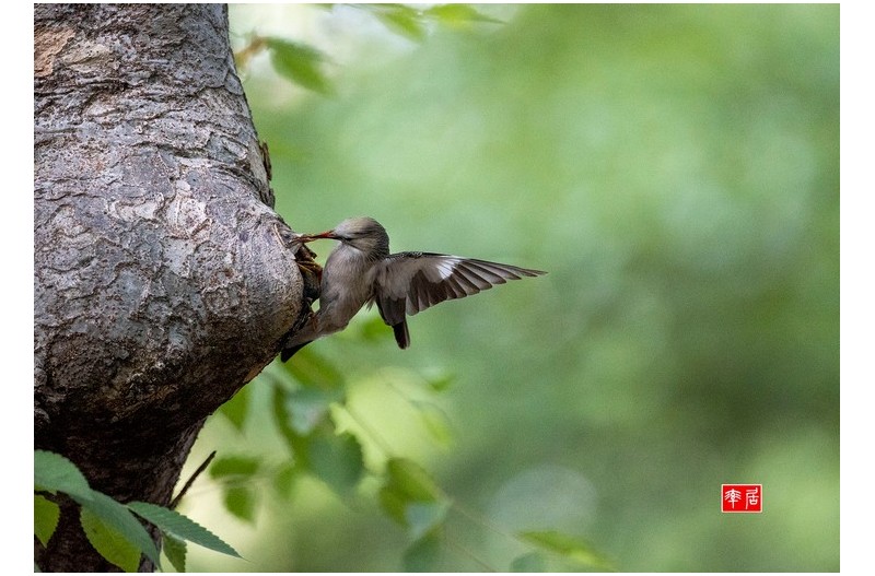 붉은부리찌르러기