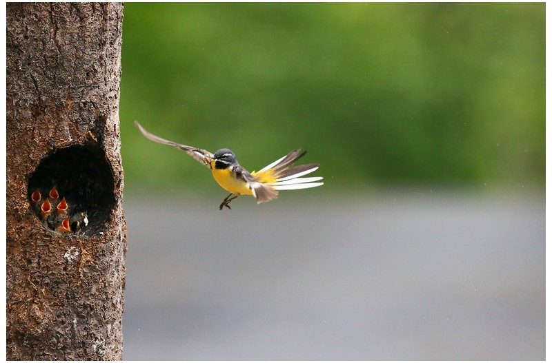 노랑할미새 육추`
