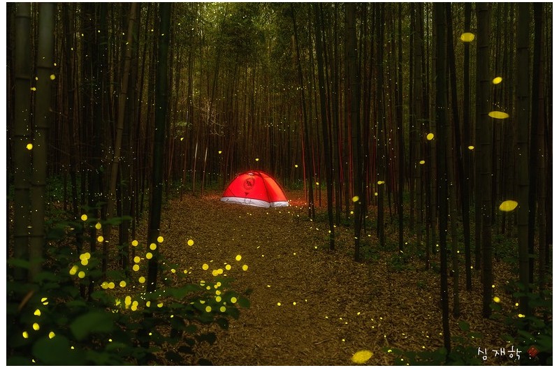 숲속의 요정들과 밤을...