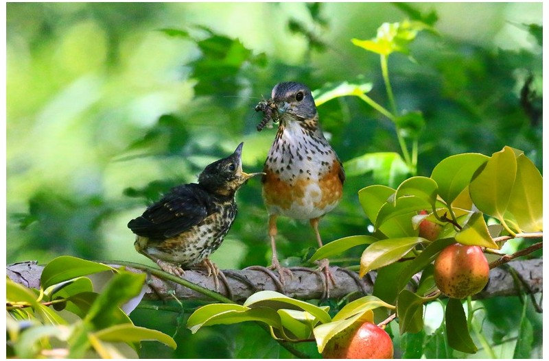 되직박기 이슈`