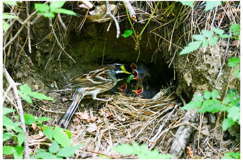 노랑턱 맷새 육추`