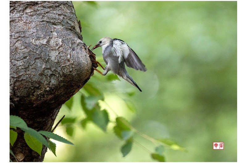 붉은부리찌르레기