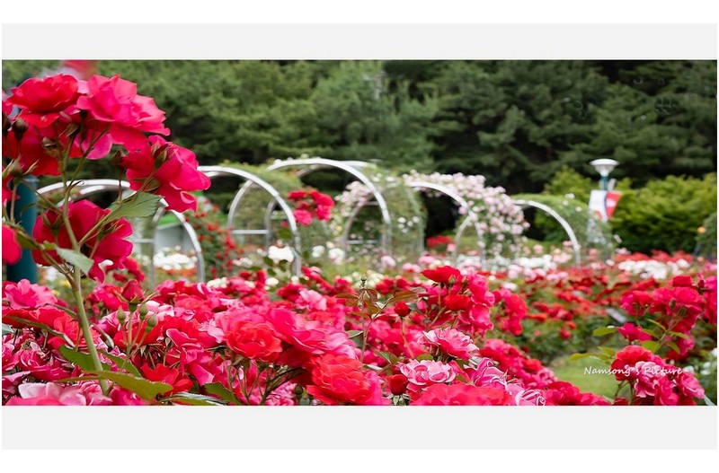 축제장의 풍경 --