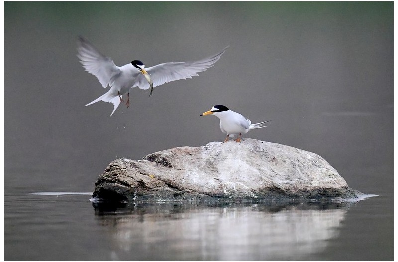 쇠제비 갈매기 사랑`