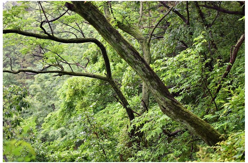 아침산책 망진산