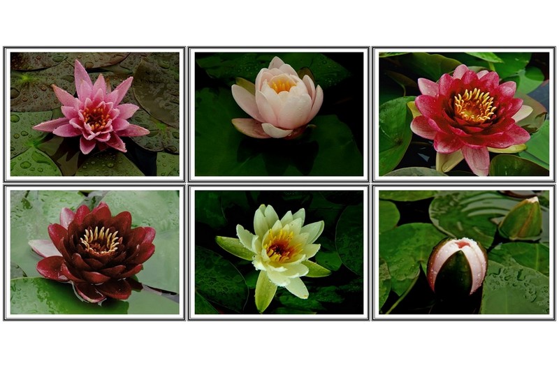 여러종 에 수련