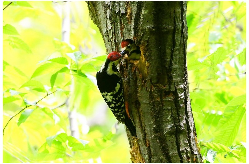 오색딱다구리 육추`