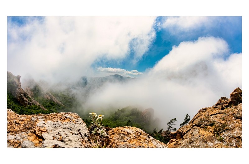 Edelweiss{설악에도 있어요}
