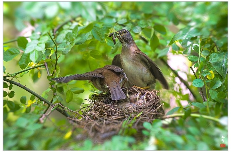흰배지빠귀육추
