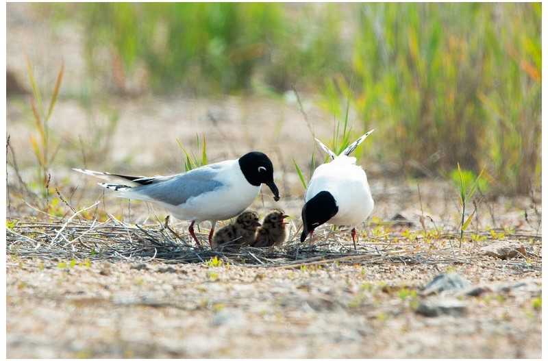 쇠제비 갈매기 육추`