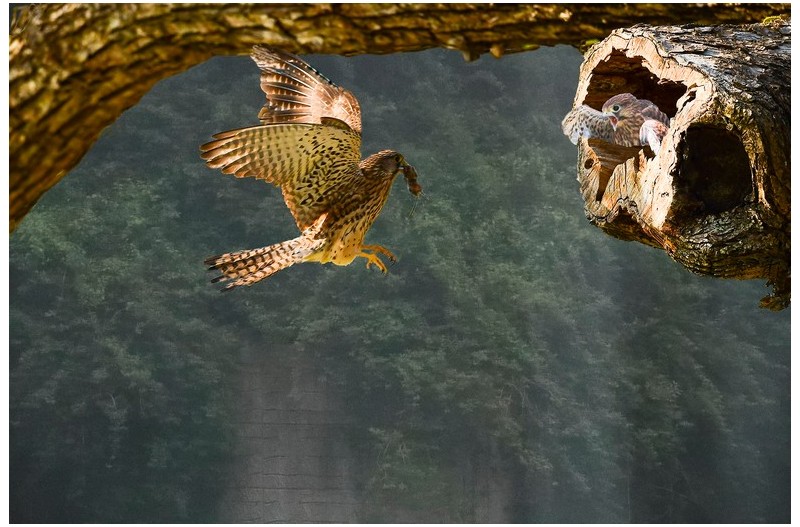 황조롱이 육추`