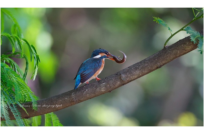 왕건이 물고  ㅡㅡㅡㅡㅡㅡㅡㅡㅡㅡㅡㅡㅡㅡㅡ