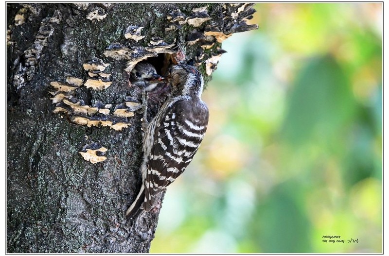 ): 쇠딱이 육추^^~