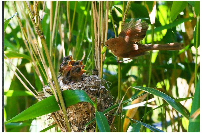 붉은오목누이 육추`