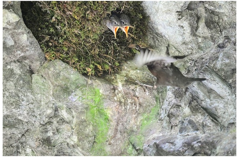 물까마귀 육추`