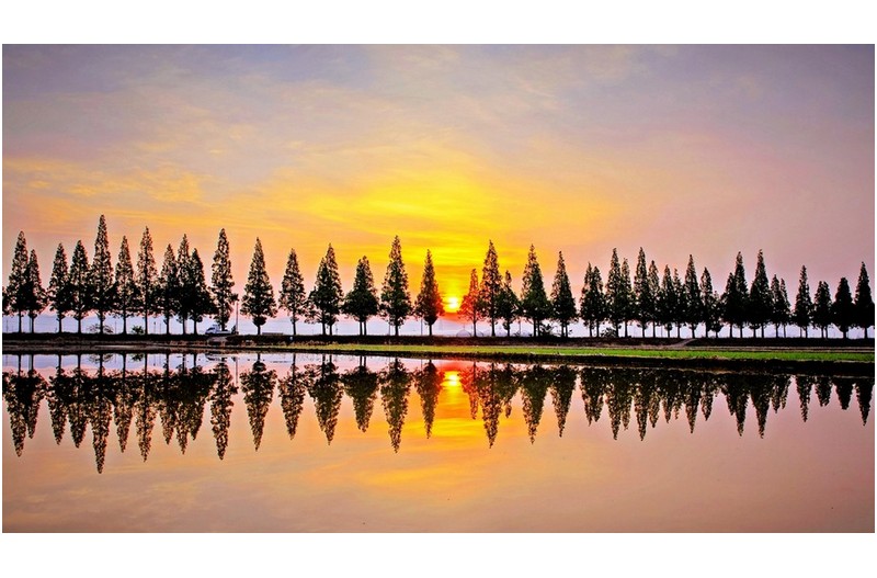 메타세콰이어길