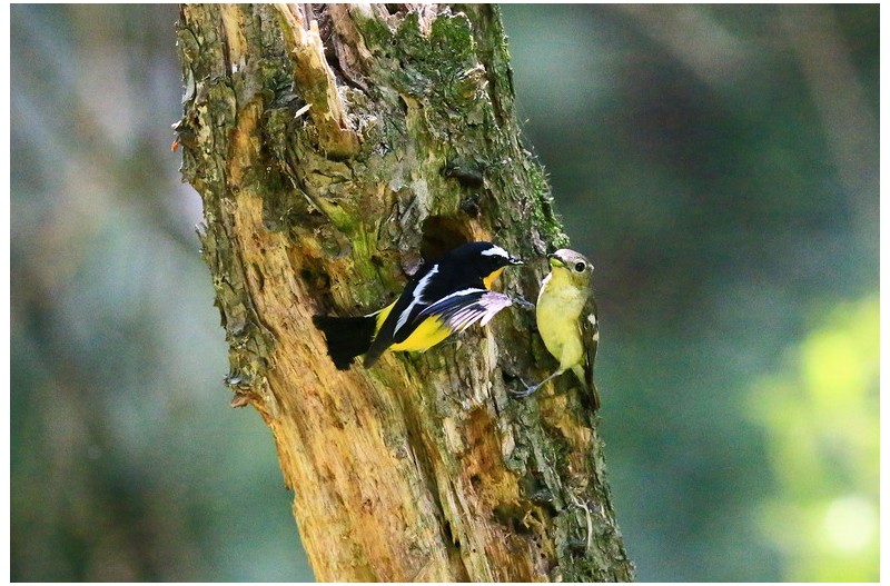 흰눈섭 황금새 육추`