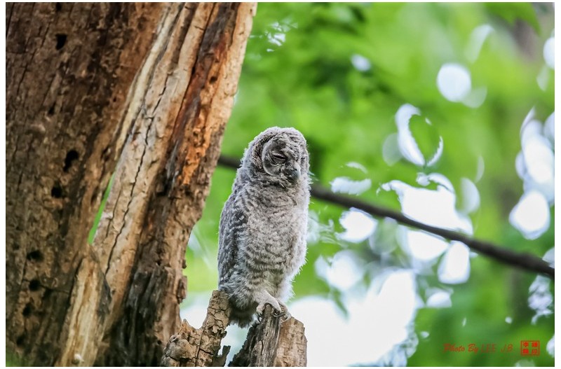 처음 만난 올빼미