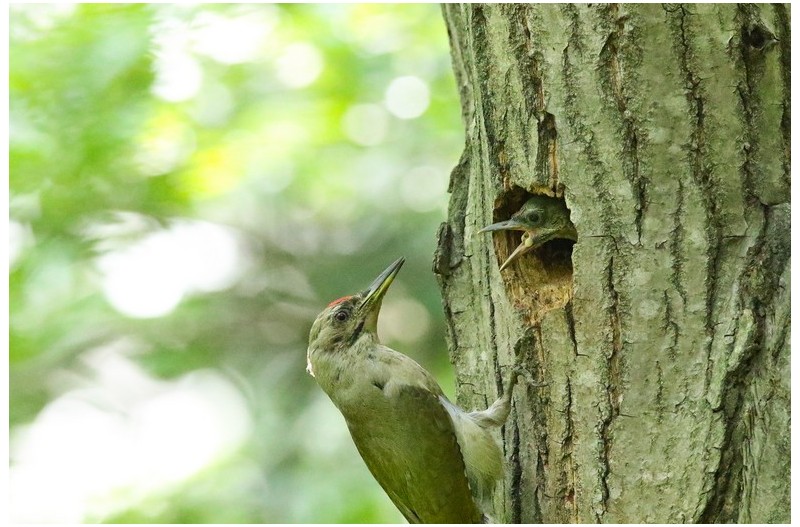 청딱다구리 육추`
