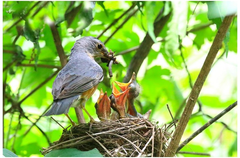 되 직박구니 육추`