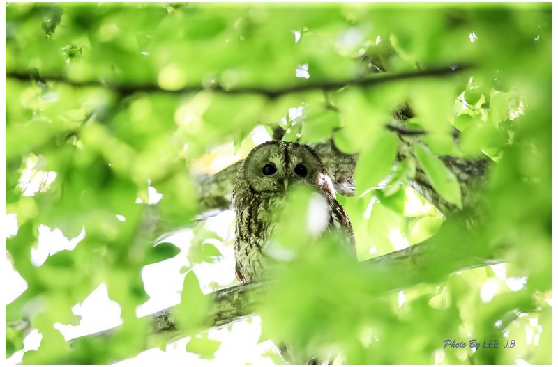 숨어서 자식 지켜보는 어미