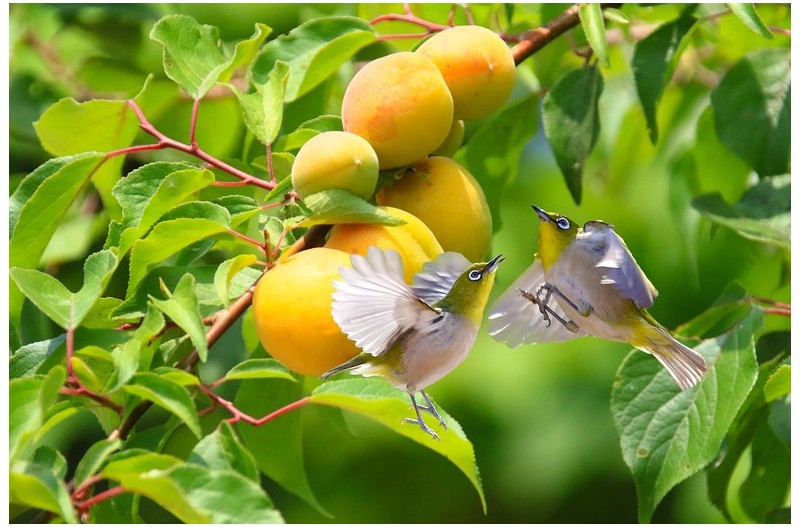 아름다운 동박새`