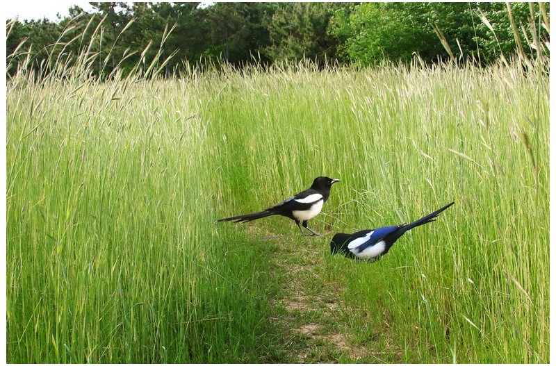 청보리밭에서---