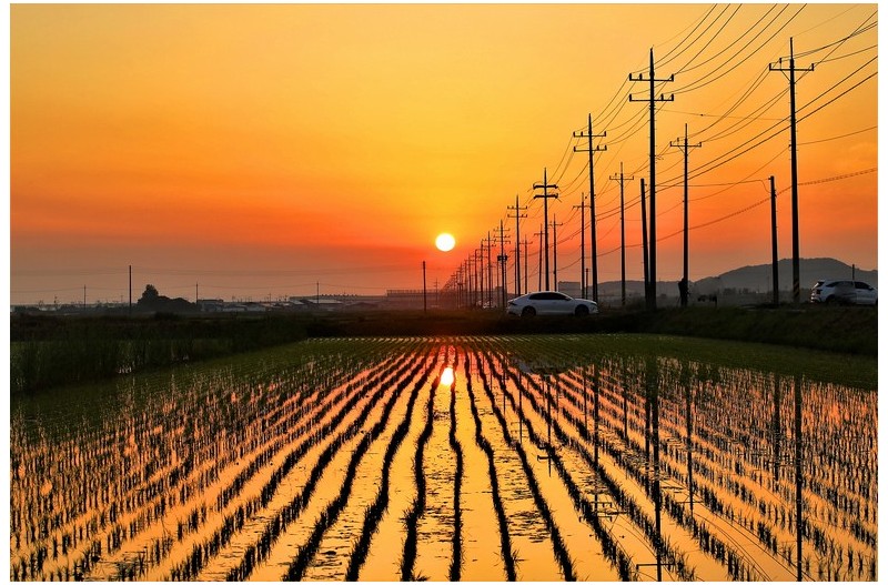 모심은 논에도 해가 뜨네요.