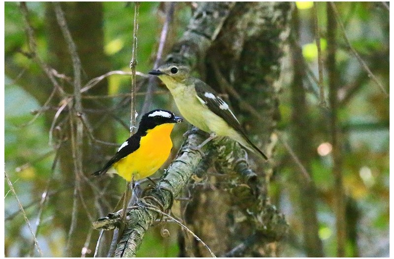 흰눈섭 황금새`