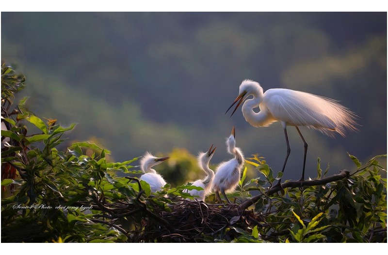 백로 육추  ㅡㅡㅡㅡㅡㅡㅡㅡㅡㅡㅡㅡㅡㅡㅡ