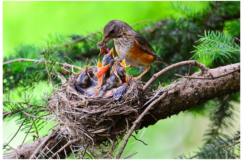 되 직박구니 육추`
