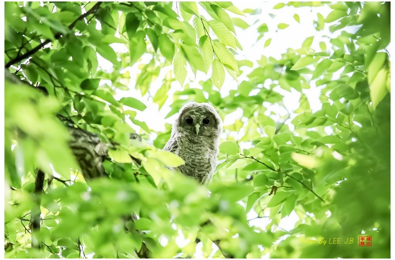 숨어있는 올빼미 유조