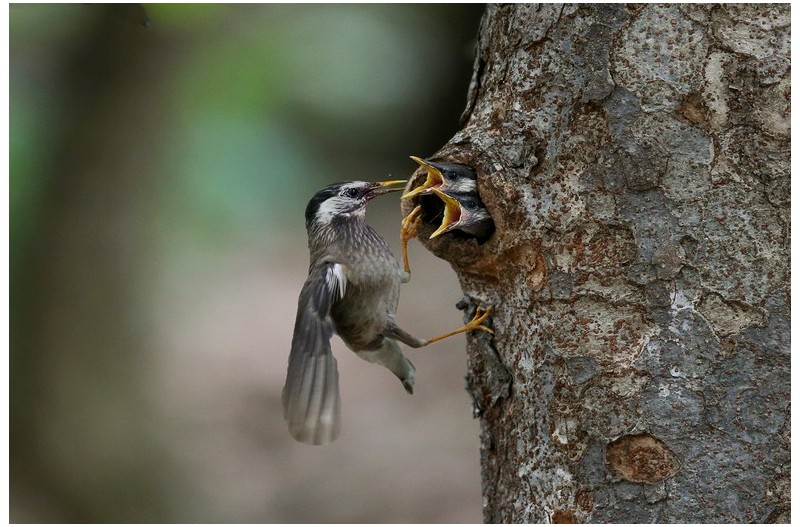 붉은목찌르러기 육추`
