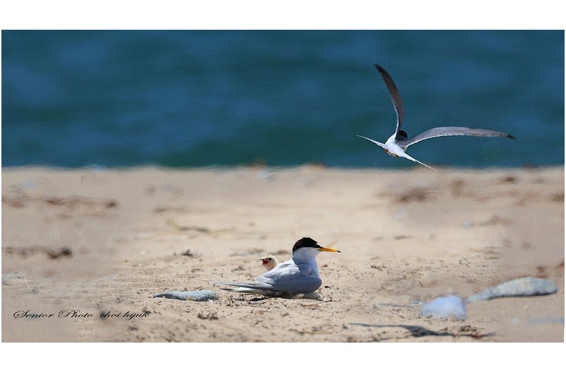 쇠제비 출사기  //