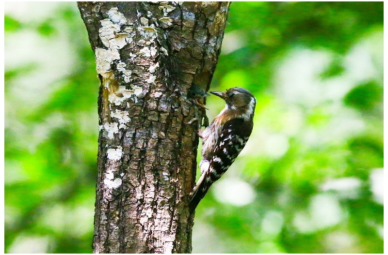 쇠딱다구리 육추`