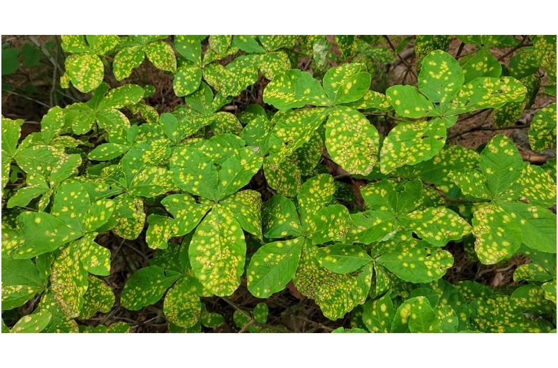 어쩌면 산, 철쭉이 희귀종으로 남는 시대가 올지도 모른다.