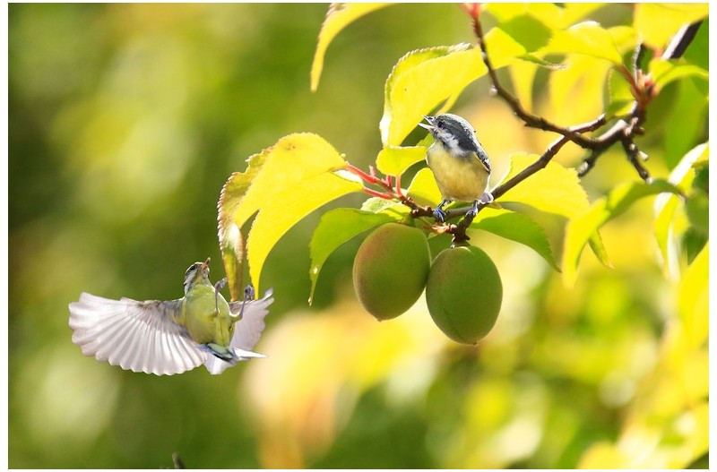 노랑배 진박새`